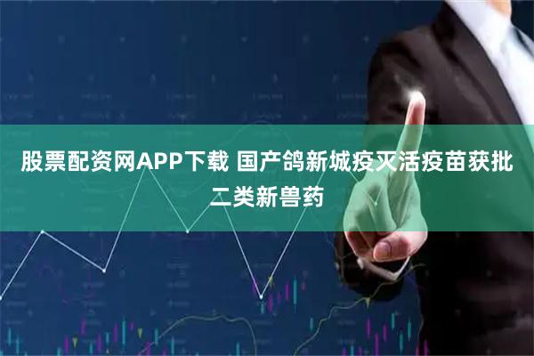 股票配资网APP下载 国产鸽新城疫灭活疫苗获批二类新兽药